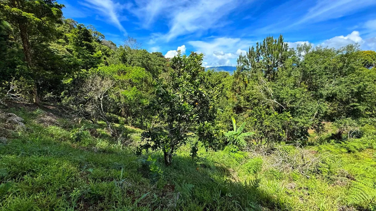 VENTA DE LOTE CON NACIENTE PROPIA EN SAN RAFAEL NORTE, PEREZ ZELEDON - Venta en Pérez Zeledón, photo 19