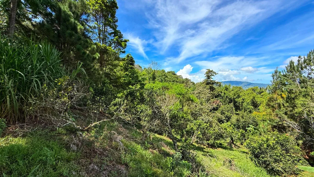 VENTA DE LOTE CON NACIENTE PROPIA EN SAN RAFAEL NORTE, PEREZ ZELEDON - Venta en Pérez Zeledón, photo 20