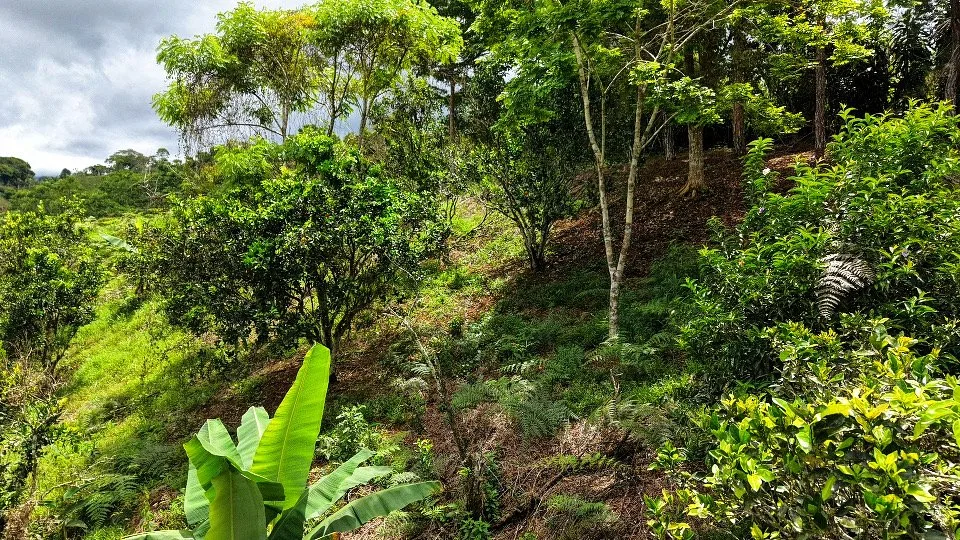 VENTA DE LOTE CON NACIENTE PROPIA EN SAN RAFAEL NORTE, PEREZ ZELEDON - Venta en Pérez Zeledón, photo 3