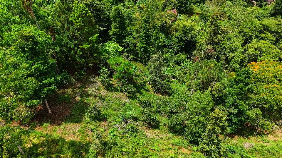 VENTA DE LOTE CON NACIENTE PROPIA EN SAN RAFAEL NORTE, PEREZ ZELEDON - Venta en Pérez Zeledón, photo 8