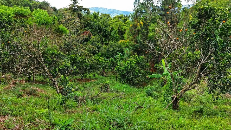 VENTA DE LOTE CON NACIENTE PROPIA EN SAN RAFAEL NORTE, PEREZ ZELEDON - Venta en Pérez Zeledón, photo 9