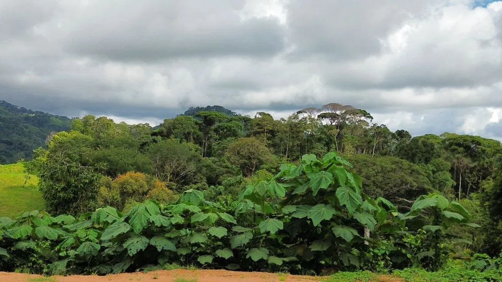 9.2 ACRE MOUNTAIN VIEW LOT, photo 9