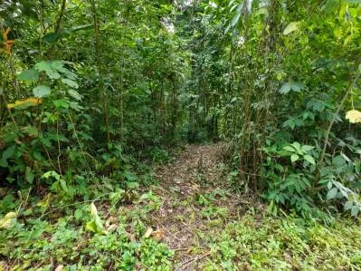 Propiedad frente al río en Ojochal, Costa Rica: terreno plano y edificable de casi una hectárea., photo 4