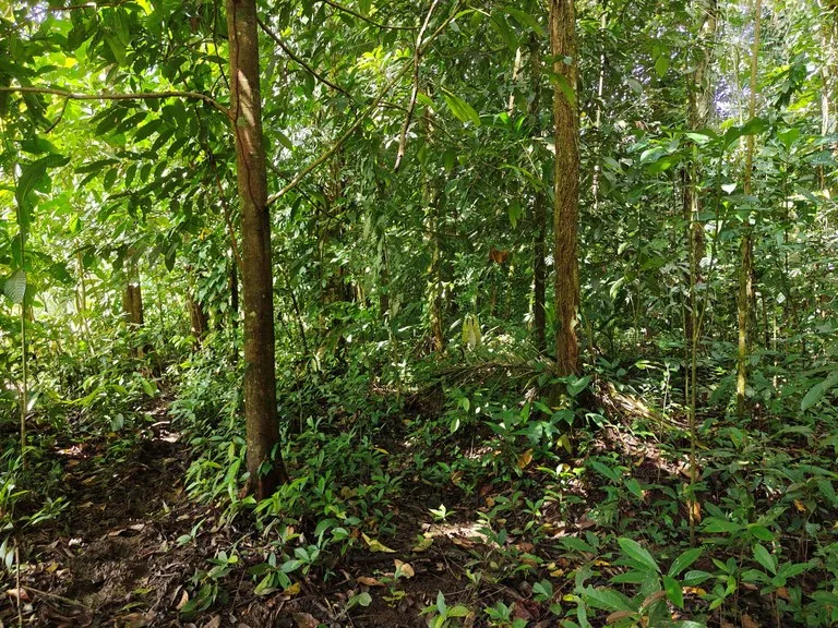 12,041m² Treed Lot with Great Potential: Wooded Lot with Creek – Rewilding Opportunity Near Puerto Viejo, photo 2