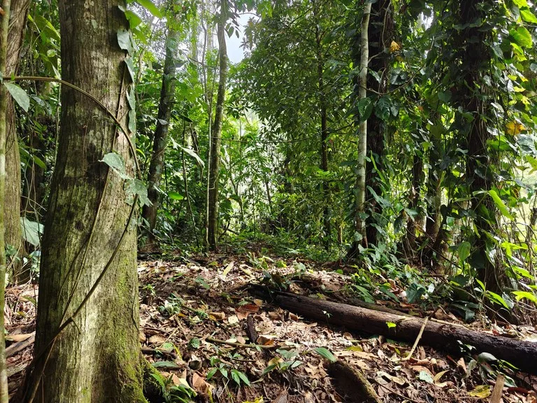 12,041m² Treed Lot with Great Potential: Wooded Lot with Creek – Rewilding Opportunity Near Puerto Viejo, photo 3
