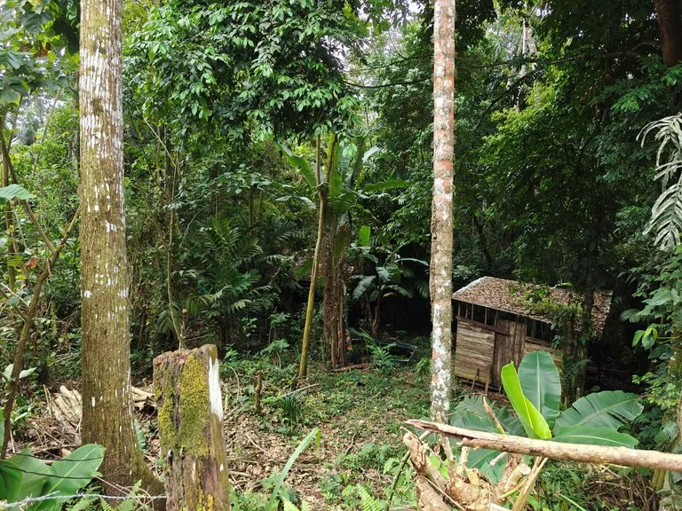 12,041m² Treed Lot with Great Potential: Wooded Lot with Creek – Rewilding Opportunity Near Puerto Viejo, photo 4
