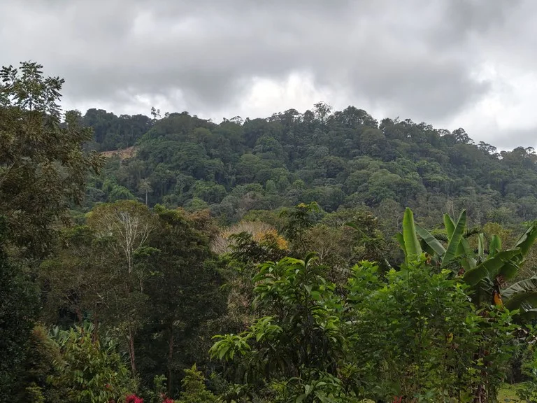 12,041m² Treed Lot with Great Potential: Wooded Lot with Creek – Rewilding Opportunity Near Puerto Viejo, photo 5