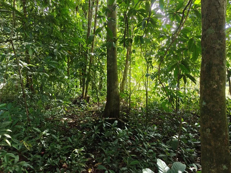 12,041m² Treed Lot with Great Potential: Wooded Lot with Creek – Rewilding Opportunity Near Puerto Viejo, photo 7