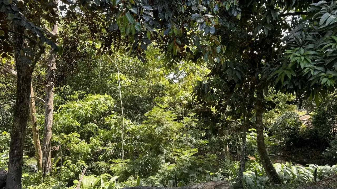 The farm we offer you is highly productive, ideal for people who enjoy farming, producing and love nature., photo 2