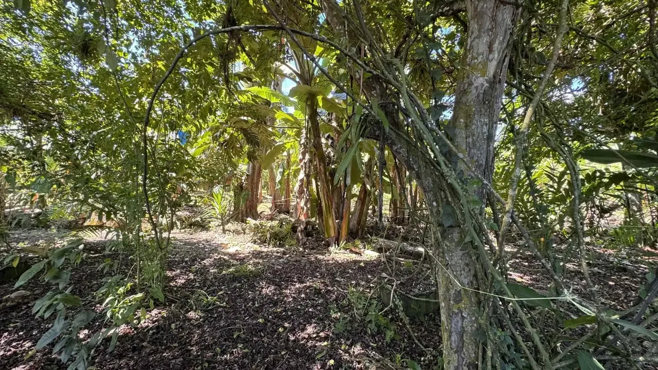 The farm we offer you is highly productive, ideal for people who enjoy farming, producing and love nature., photo 11