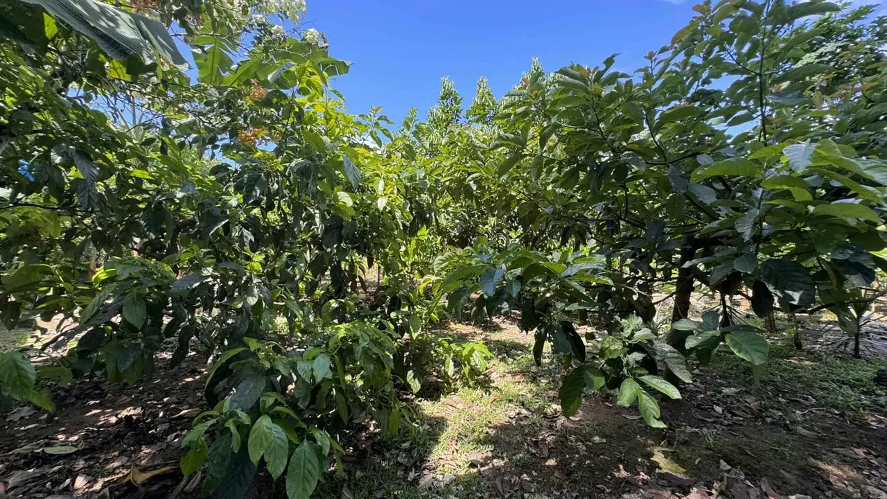 The farm we offer you is highly productive, ideal for people who enjoy farming, producing and love nature., photo 3