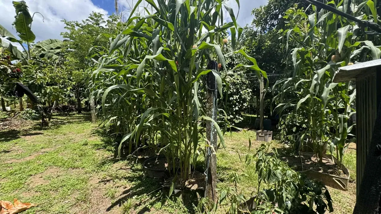 The farm we offer you is highly productive, ideal for people who enjoy farming, producing and love nature., photo 4
