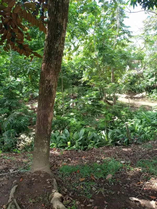 The farm we offer you is highly productive, ideal for people who enjoy farming, producing and love nature., photo 5