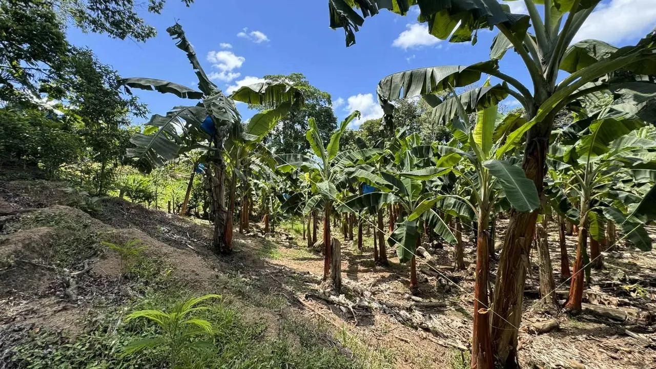 The farm we offer you is highly productive, ideal for people who enjoy farming, producing and love nature., photo 8