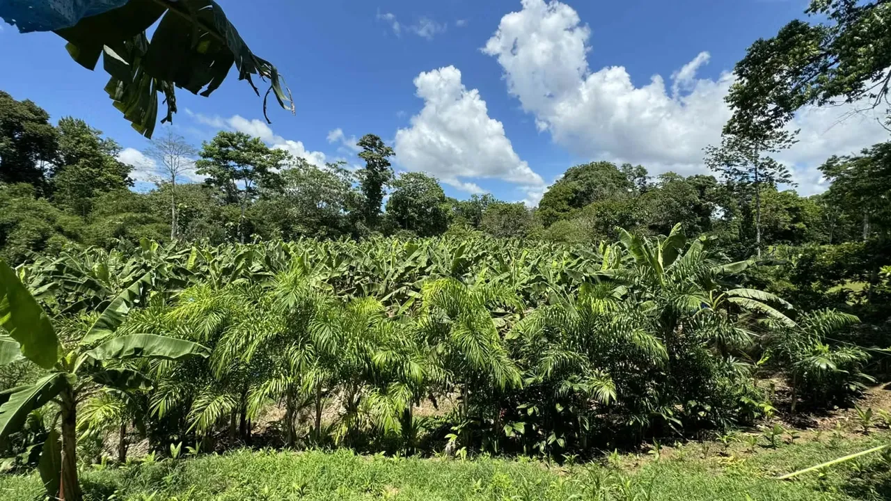 The farm we offer you is highly productive, ideal for people who enjoy farming, producing and love nature., photo 9