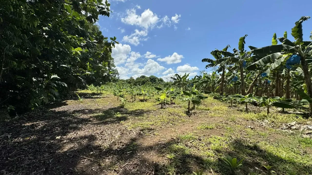 The farm we offer you is highly productive, ideal for people who enjoy farming, producing and love nature., photo 10