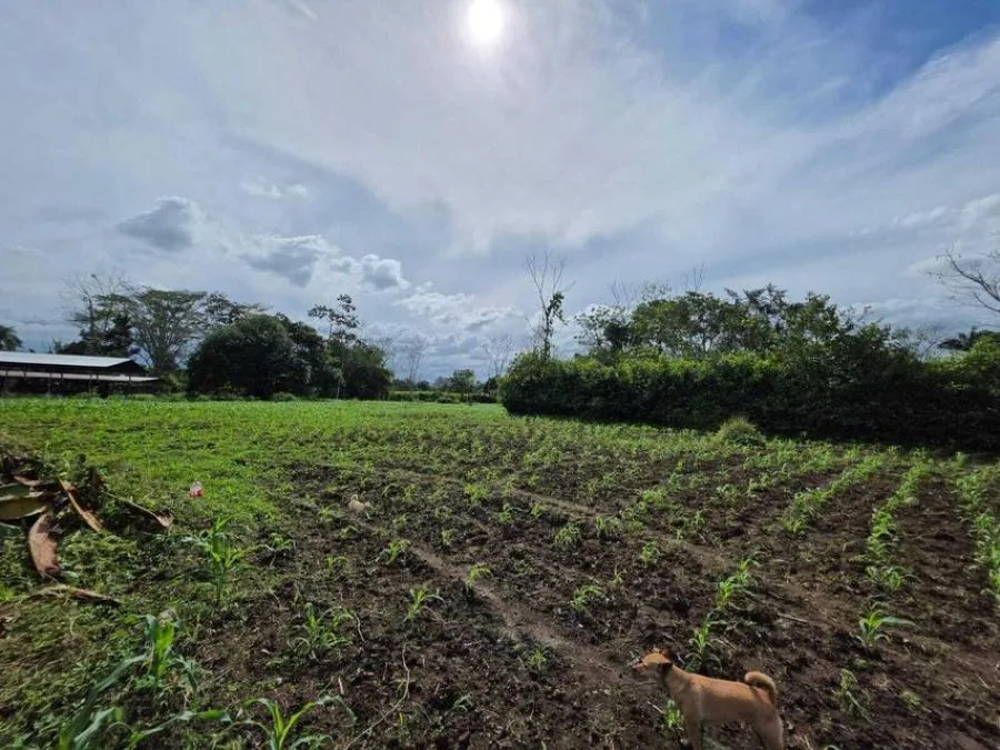 Venta de Lote en Pococí-Roxana, Limón.  - Venta en Pococí