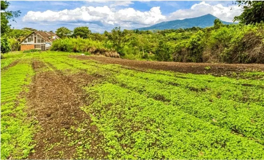 8-HECTARE FARM FOR SALE – ROUTE 32, SAN JERÓNIMO DE MORAVIA – RIVER AND DEVELOPMENT POTENTIAL, photo 4