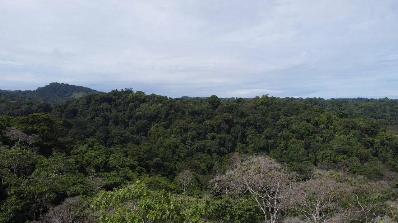 EXPANSIVE JUNGLE AND BEACH PROPERTY, IN PAVONES – 105 ACRES, photo 7