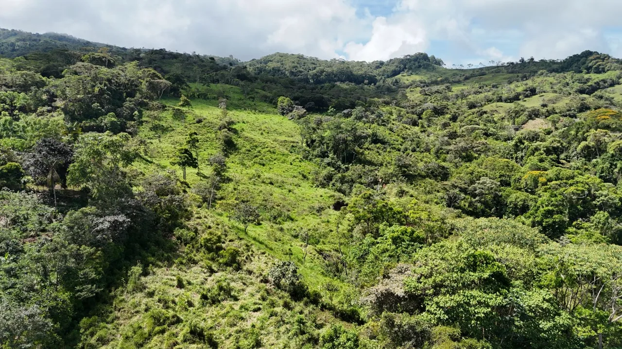 For Sale: A 3.2-Hectare (8-Acre) Natural Retreat in the Foothills of Chirripó, General Viejo, Miraflores, Pérez Zeledón, Costa Rica., photo 11