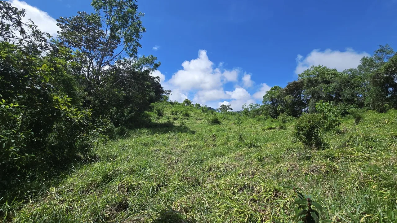 For Sale: A 3.2-Hectare (8-Acre) Natural Retreat in the Foothills of Chirripó, General Viejo, Miraflores, Pérez Zeledón, Costa Rica., photo 14