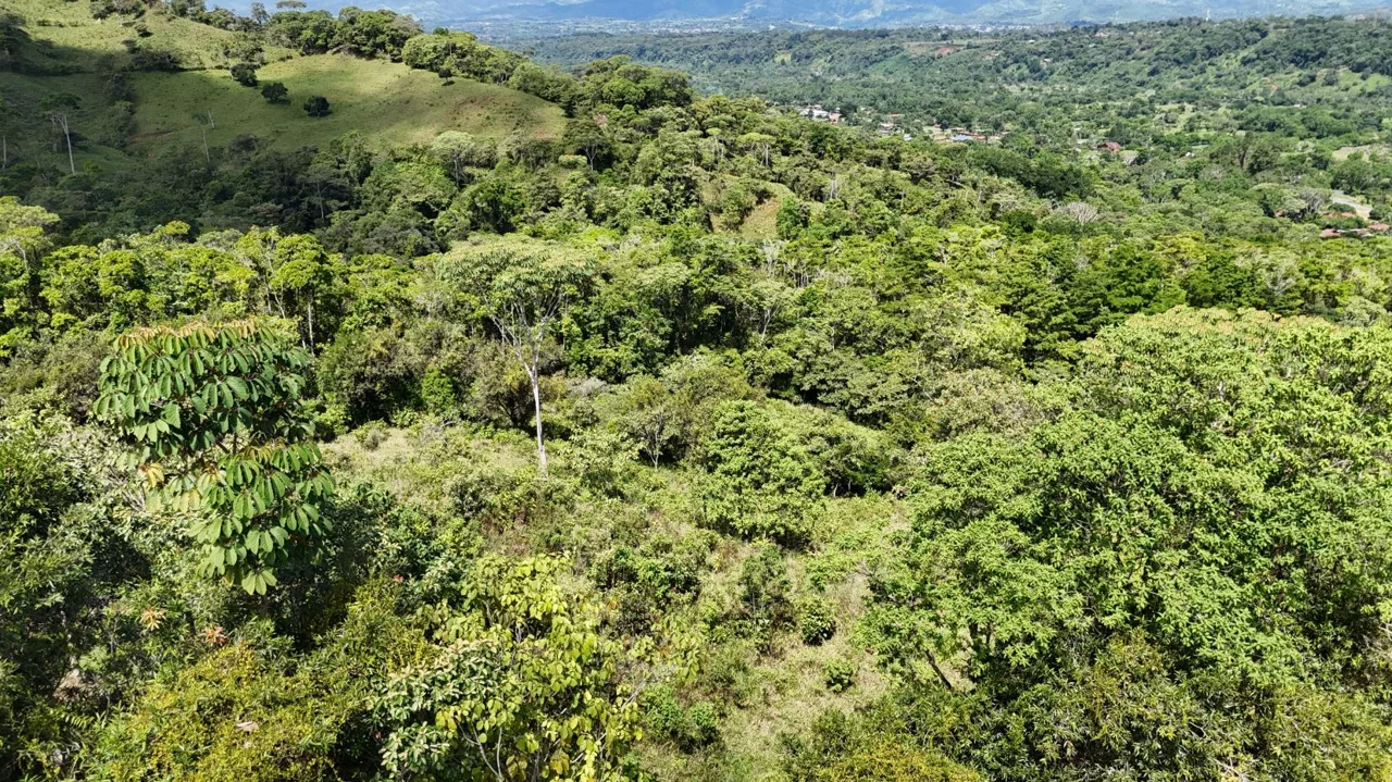 For Sale: A 3.2-Hectare (8-Acre) Natural Retreat in the Foothills of Chirripó, General Viejo, Miraflores, Pérez Zeledón, Costa Rica., photo 8