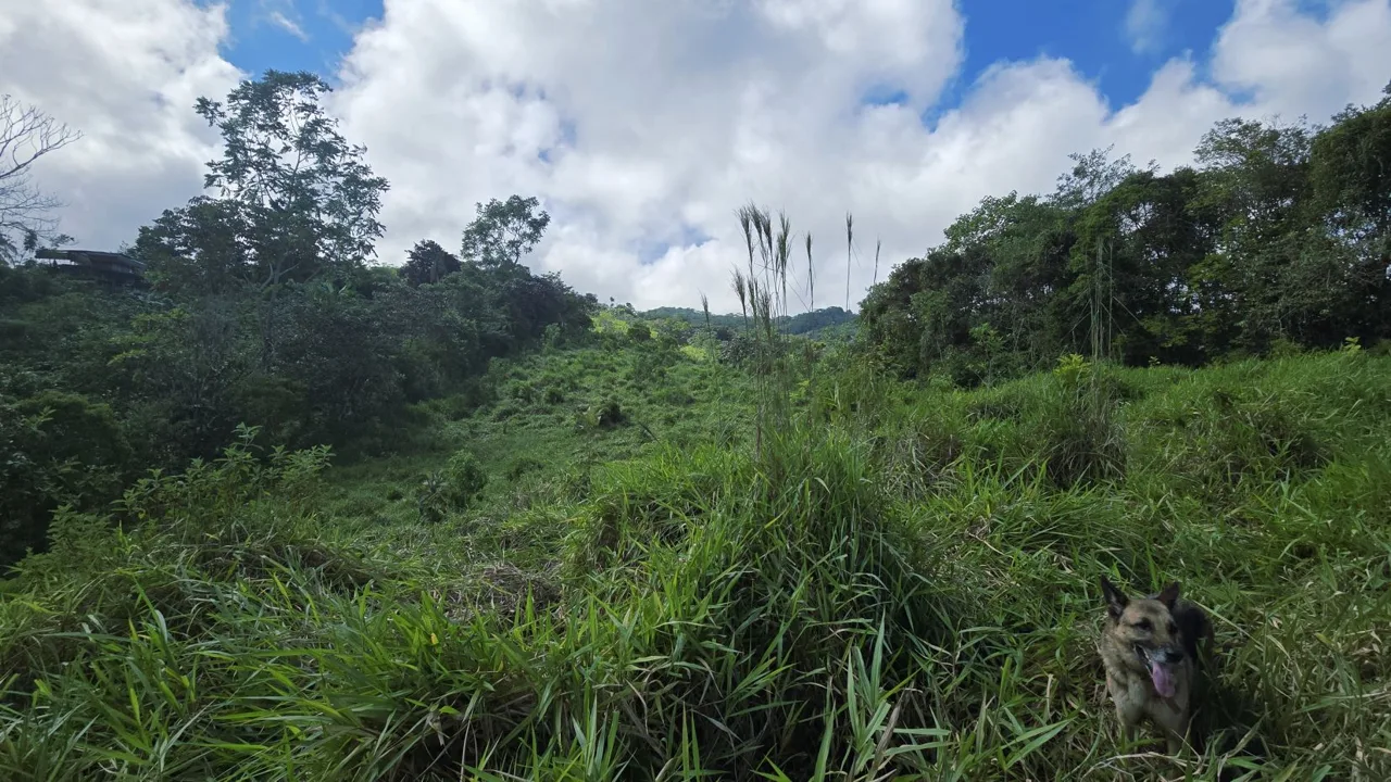 For Sale: A 3.2-Hectare (8-Acre) Natural Retreat in the Foothills of Chirripó, General Viejo, Miraflores, Pérez Zeledón, Costa Rica., photo 9