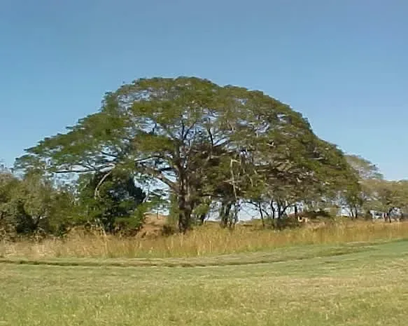 Discover a unique investment opportunity in one of the most exclusive communities on Costa Rica’s Pacific coast. This residential lot is located in Hacienda Pinilla, Guanacaste, a ...