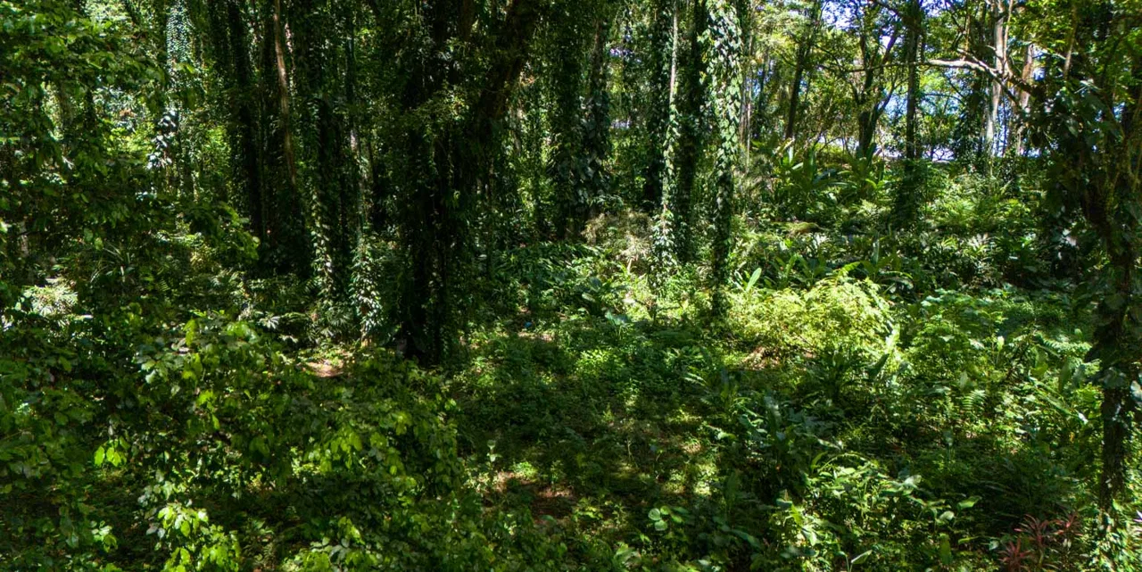 Playa Chiquita Shores Lush, photo 5