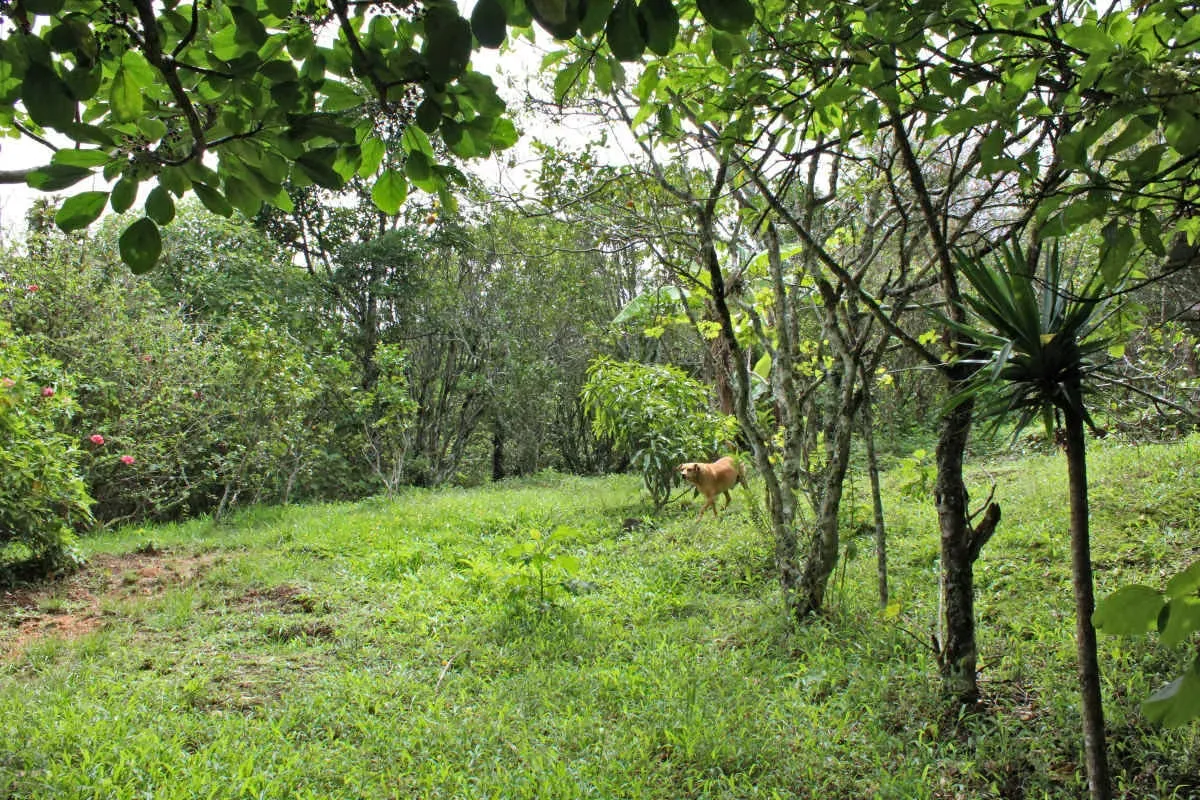 Are you looking for the perfect place to build your rest home or start a business? This land in Tarbaca is your ideal opportunity!