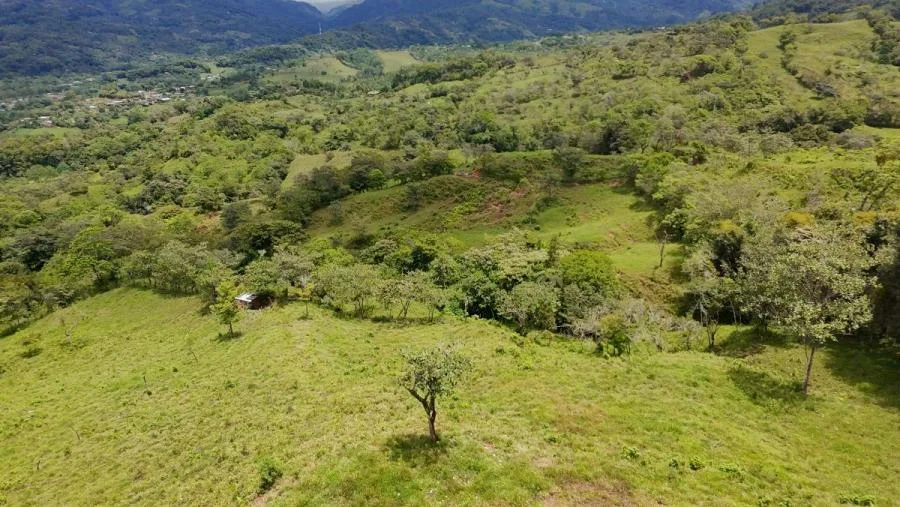 En venta: 3.8 hectáreas en Pérez Zeledón con quebrada, árboles frutales y vistas impresionantes. - Venta en Perez Zeledón, photo 13