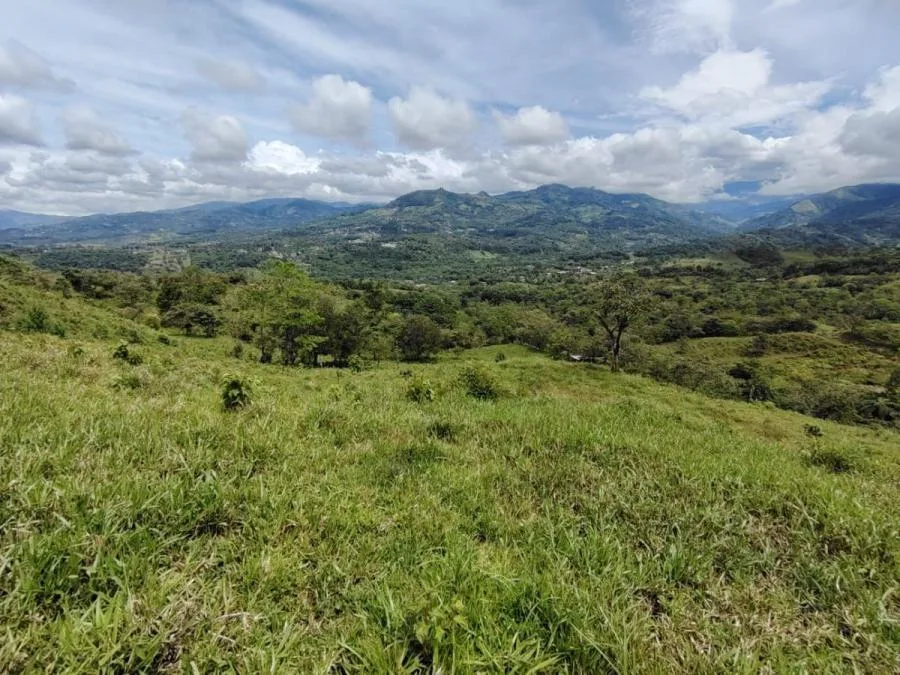 En venta: 3.8 hectáreas en Pérez Zeledón con quebrada, árboles frutales y vistas impresionantes. - Venta en Perez Zeledón, photo 8