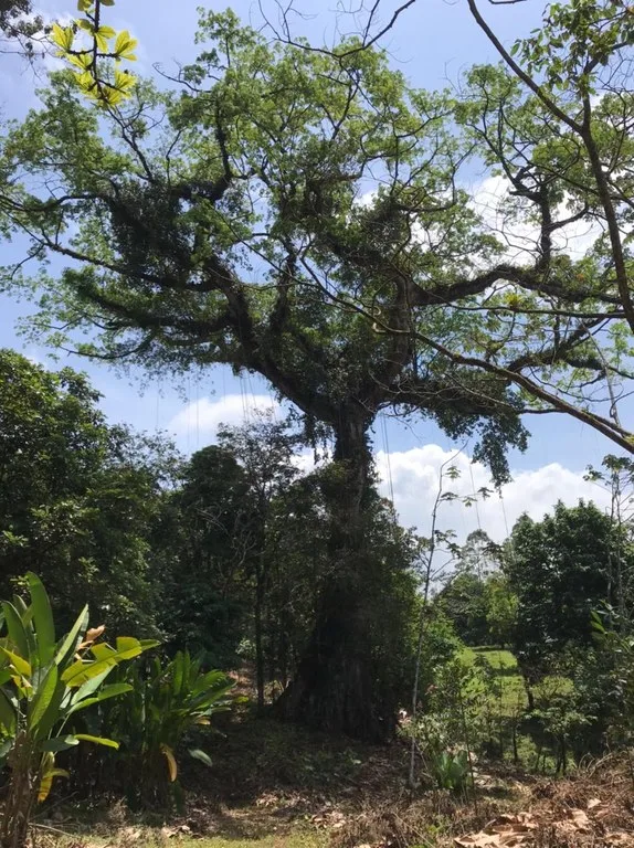 Hot Springs Property for Sale with Two Natural Hot Water Springs, Two Cold Water Creeks, and a Giant 300-Year-Old Tree, photo 15