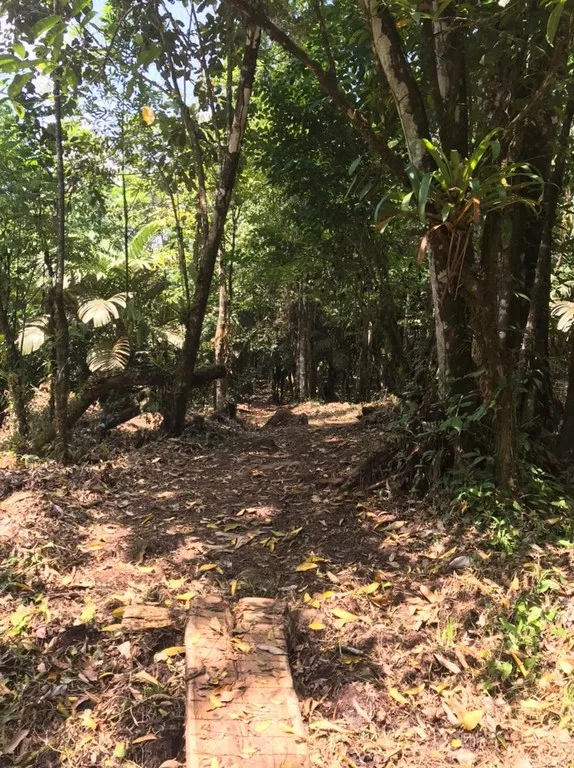 Hot Springs Property for Sale with Two Natural Hot Water Springs, Two Cold Water Creeks, and a Giant 300-Year-Old Tree, photo 5