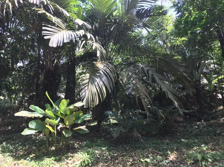 Hot Springs Property for Sale with Two Natural Hot Water Springs, Two Cold Water Creeks, and a Giant 300-Year-Old Tree, photo 6