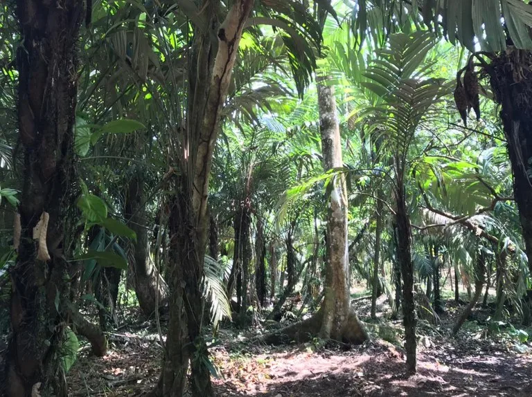 Hot Springs Property for Sale with Two Natural Hot Water Springs, Two Cold Water Creeks, and a Giant 300-Year-Old Tree, photo 10