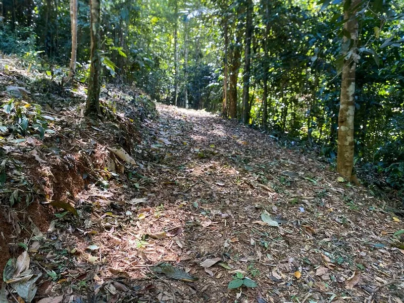 Land For Sale in Dominical, photo 3