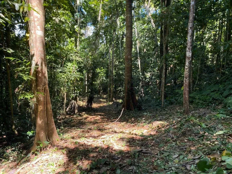 Land For Sale in Dominical, photo 4