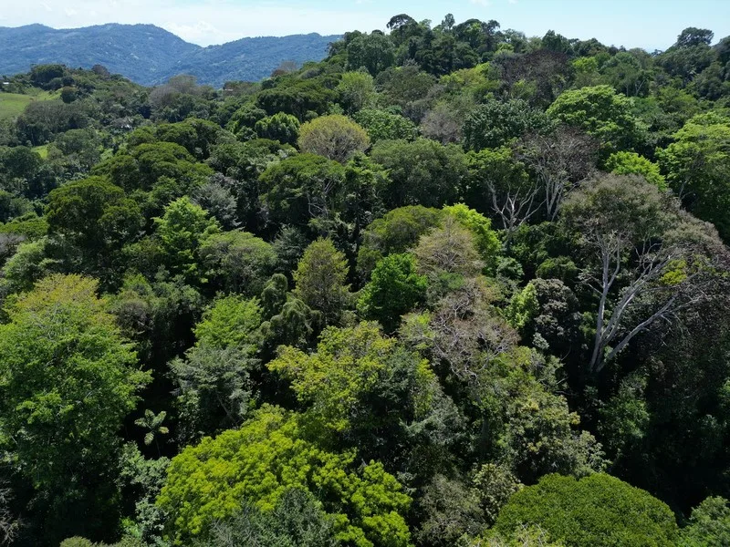 Land For Sale in Dominical, photo 8