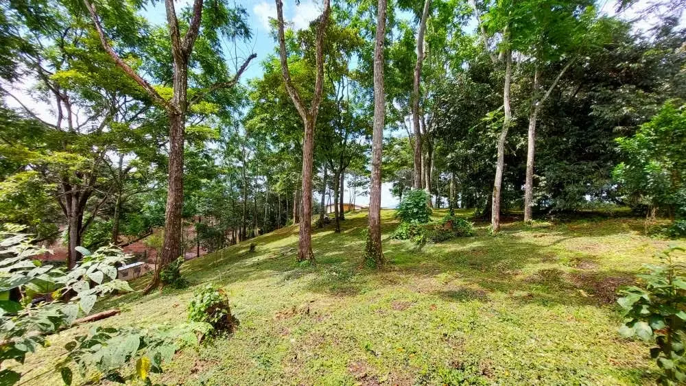LOTE CEDROS is a gorgeous 6,227m² (1.54acres) ready-to-build residential lot surrounded by Nature in Altos Los Cafetales in Puriscal. It has a water-meter installed, electricity, ..., photo 11