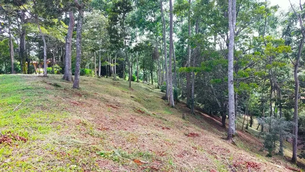 LOTE CEDROS is a gorgeous 6,227m² (1.54acres) ready-to-build residential lot surrounded by Nature in Altos Los Cafetales in Puriscal. It has a water-meter installed, electricity, ..., photo 13