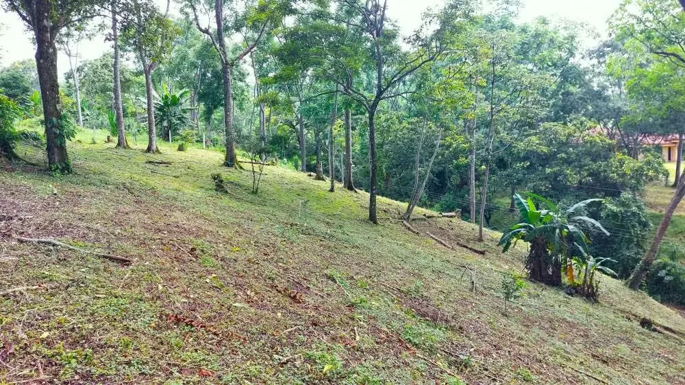 LOTE CEDROS is a gorgeous 6,227m² (1.54acres) ready-to-build residential lot surrounded by Nature in Altos Los Cafetales in Puriscal. It has a water-meter installed, electricity, ..., photo 15