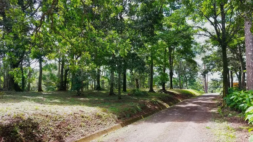 LOTE CEDROS is a gorgeous 6,227m² (1.54acres) ready-to-build residential lot surrounded by Nature in Altos Los Cafetales in Puriscal. It has a water-meter installed, electricity, ..., photo 4