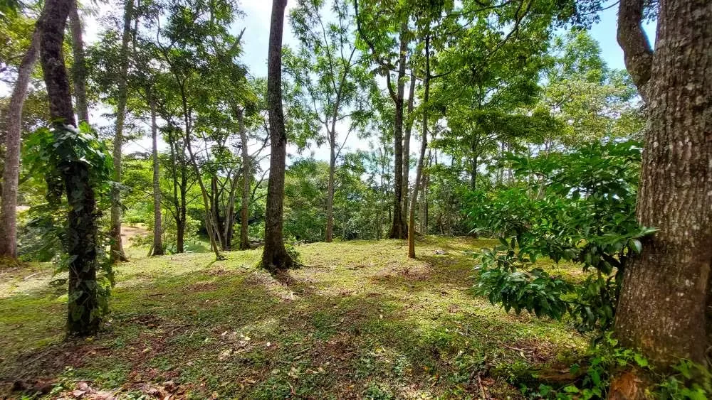 LOTE CEDROS is a gorgeous 6,227m² (1.54acres) ready-to-build residential lot surrounded by Nature in Altos Los Cafetales in Puriscal. It has a water-meter installed, electricity, ..., photo 9