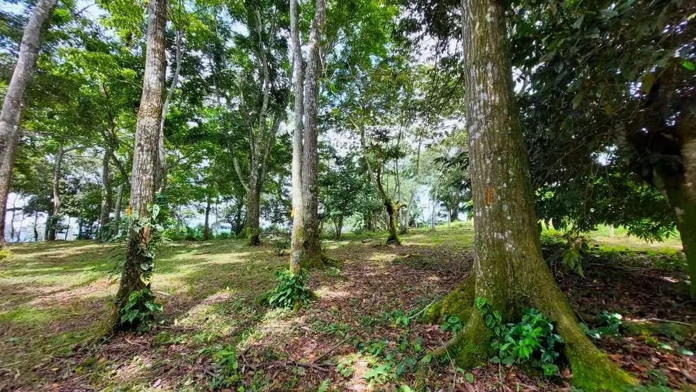 LOTE CEDROS is a gorgeous 6,227m² (1.54acres) ready-to-build residential lot surrounded by Nature in Altos Los Cafetales in Puriscal. It has a water-meter installed, electricity, ..., photo 10