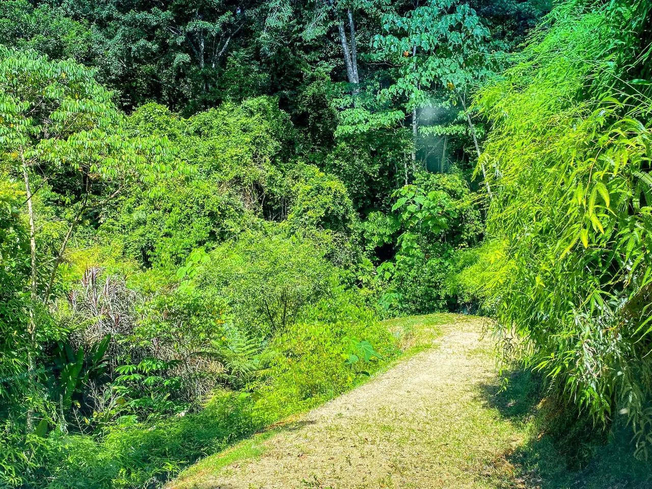 COSTA AZUL BUILDING PROPERTY WITH PRIVACY, NATURE, AND VIEWS ON THE SOUTH PACIFIC, IN TRES RIOS – 4.1 ACRES, photo 24