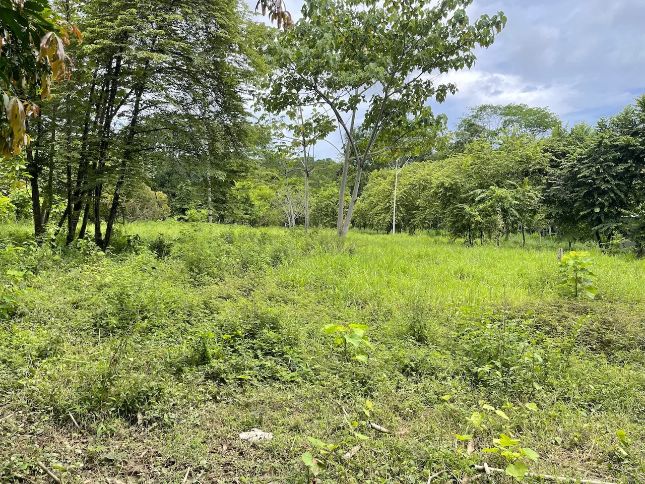COMMERCIAL PROPERTY WITH AGRICULTURAL LAND IN UVITA – 10.67 Acres, photo 12
