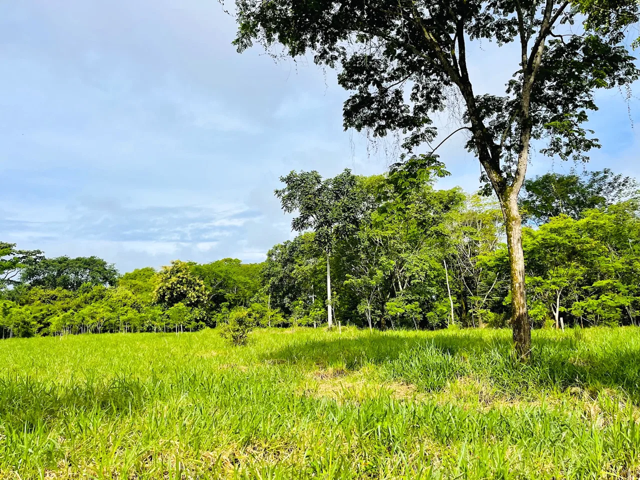 COMMERCIAL PROPERTY WITH AGRICULTURAL LAND IN UVITA – 10.67 Acres, photo 19
