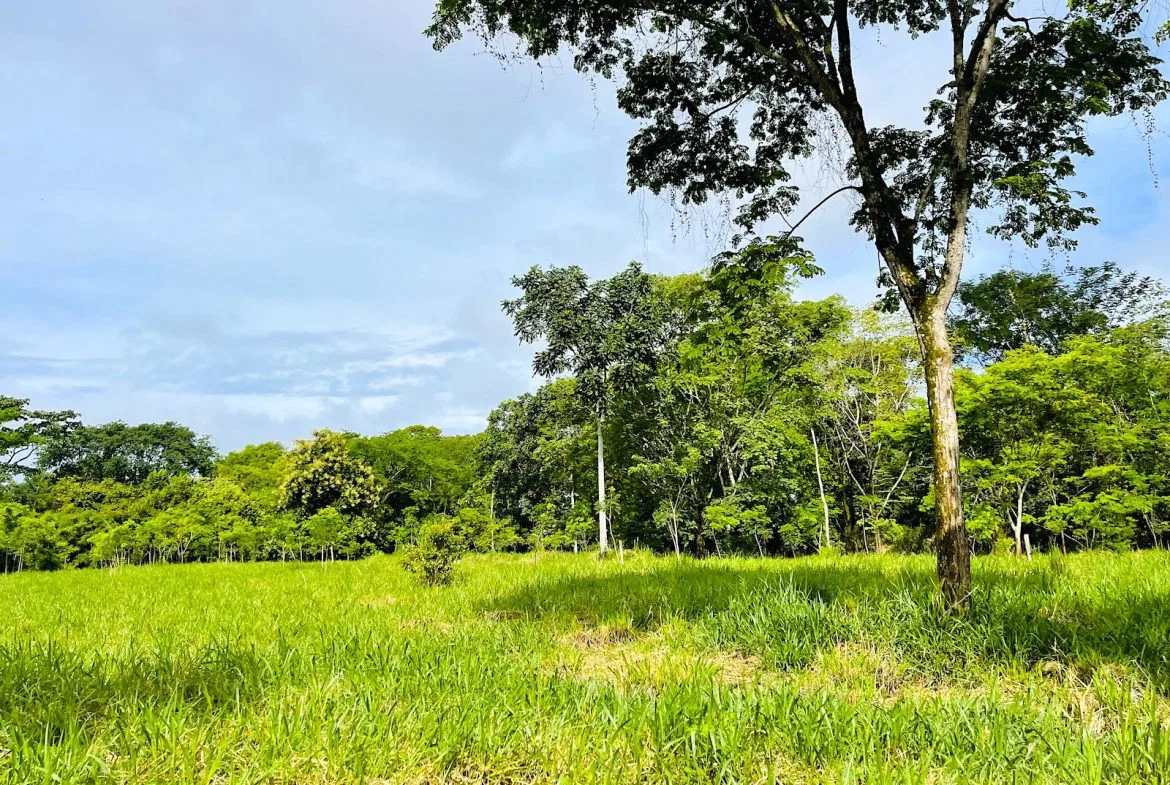 COMMERCIAL PROPERTY WITH AGRICULTURAL LAND IN UVITA – 10.67 Acres, photo 20