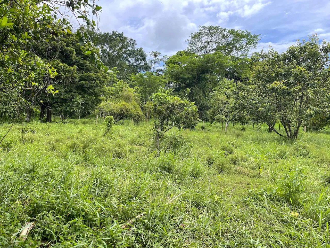 COMMERCIAL PROPERTY WITH AGRICULTURAL LAND IN UVITA – 10.67 Acres, photo 7